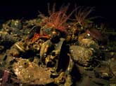 Environmental Assessment - Sabellaria/mussel habitat