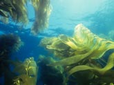 Mapping Kelp Biomass